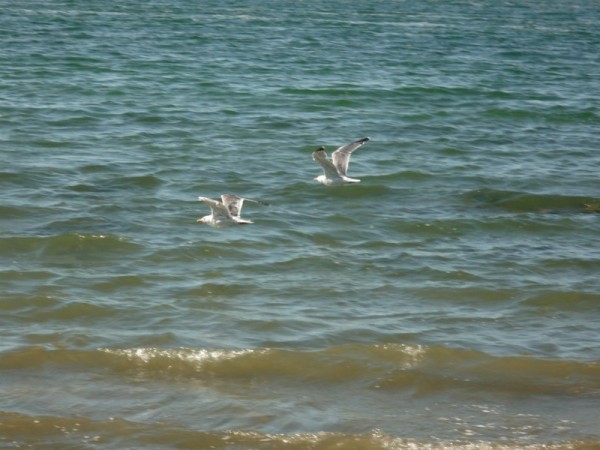 I grew up thinking of sea gulls like flying rats... but if you can for...