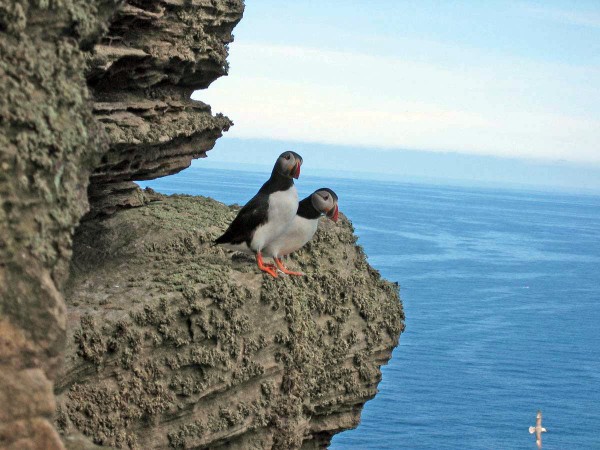 Atlantic Puffins on the Old Man of Hoy