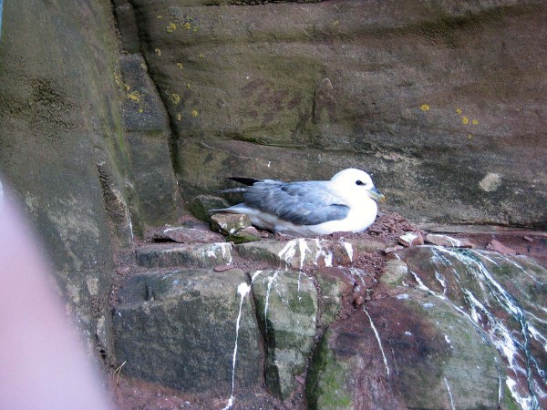 Northern Fulmar on the Old Man of Hoy