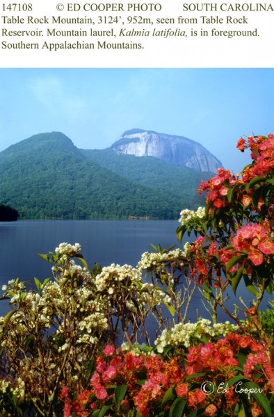 Table Rock,150mm, SC