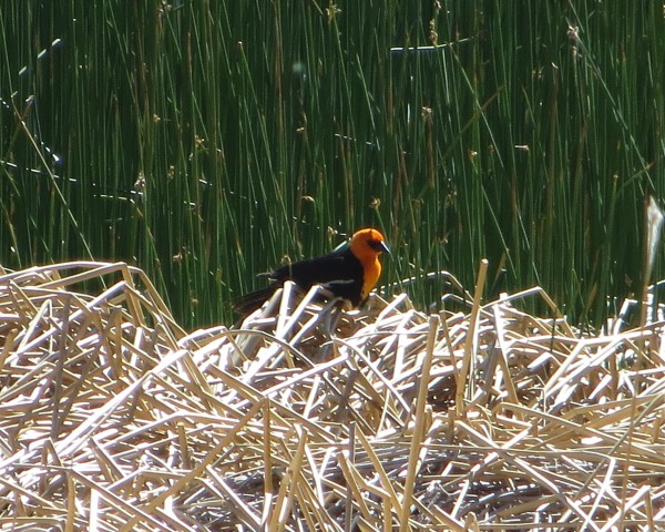 Yellow-headed Blackbird at June Lake.