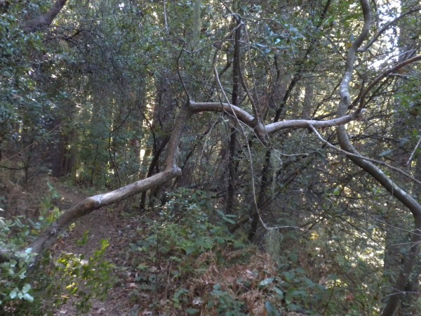 I pass just perfectly under this branch that hangs over the middle of ...