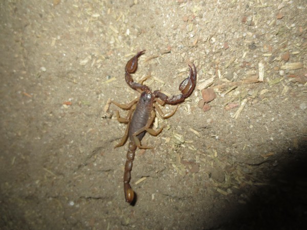 Scorpions in the Valley??