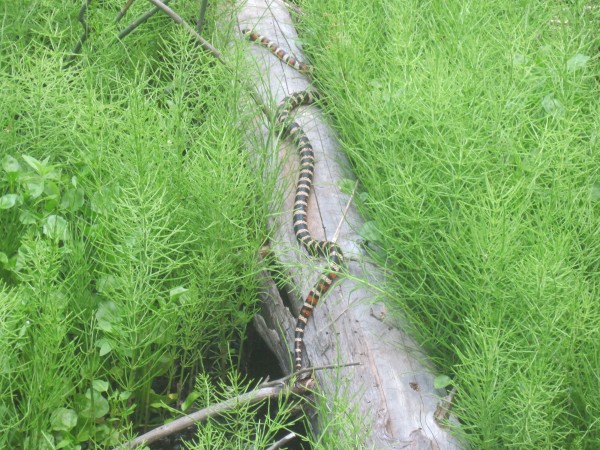 snake in the fen