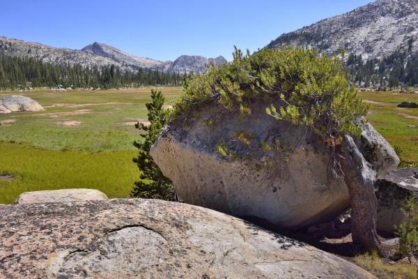 Kerrick Meadow - Boulder and Tree Merge into One