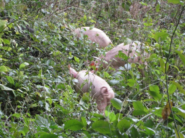 little pigs run up to the crag from the farm below to graze
