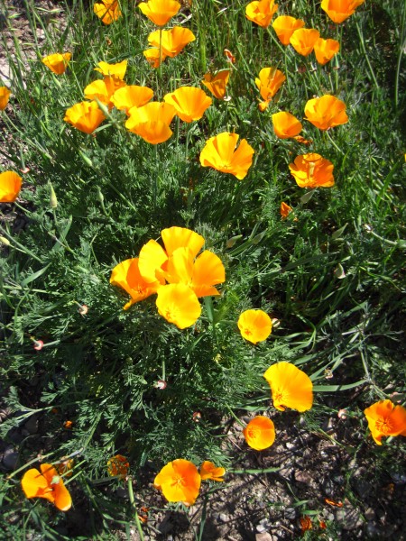 Spring was well underway in California - Eschscholzia californica &#40...