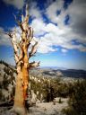 Hangin' with the Oldies-Bristlecone Pine Photo TR - Click for details