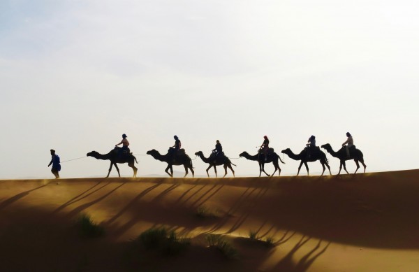 Camels on a neighboring sand dune in the Sahara.